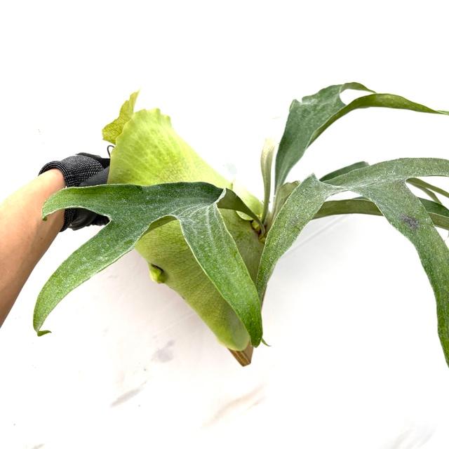 現品) ビカクシダ 'トライデント' (TC) (No.40850) (コウモリラン 観葉