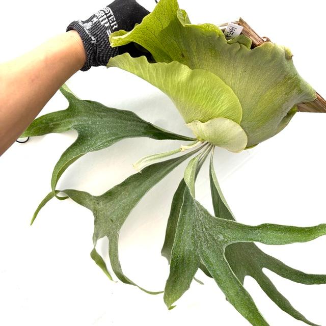 現品) ビカクシダ 'トライデント' (TC) (No.40850) (コウモリラン 観葉