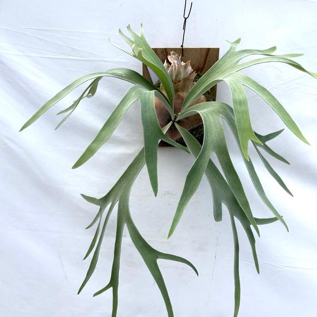 現品) ビカクシダ 'ペガサス' (TC) (No.40851) (コウモリラン 観葉植物