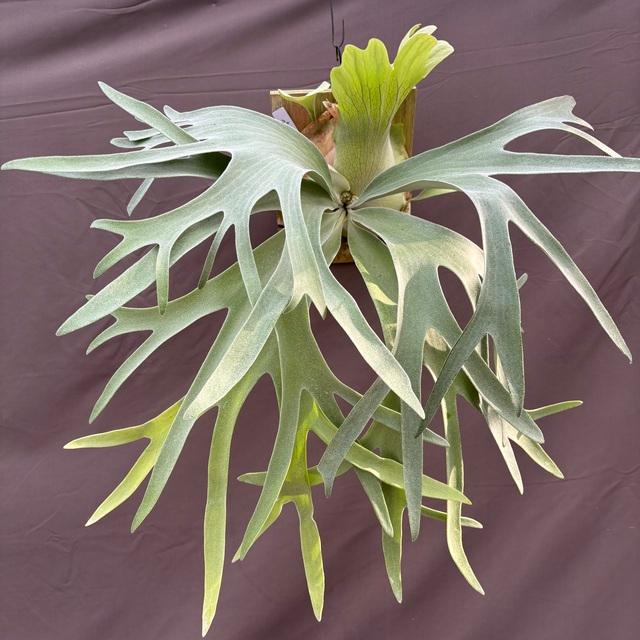 現品) ビカクシダ 'ペガサス' (TC) (No.40851) (コウモリラン 観葉植物