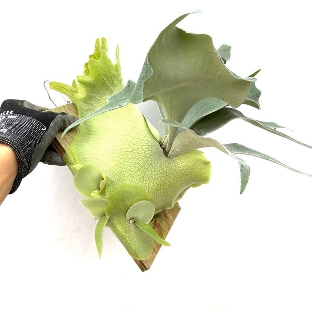 現品) ビカクシダ 'ペガサス' (TC) (No.40851) (コウモリラン 観葉植物