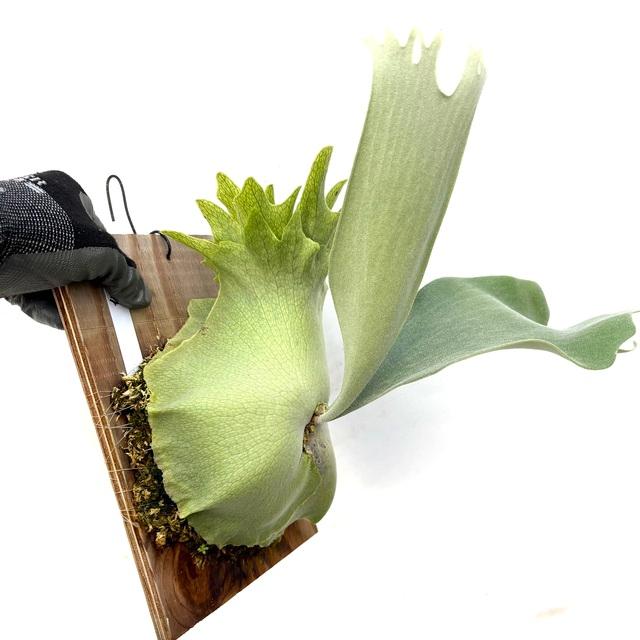 現品) ビカクシダ 'ペガサス' (TC) (No.40851) (コウモリラン 観葉植物
