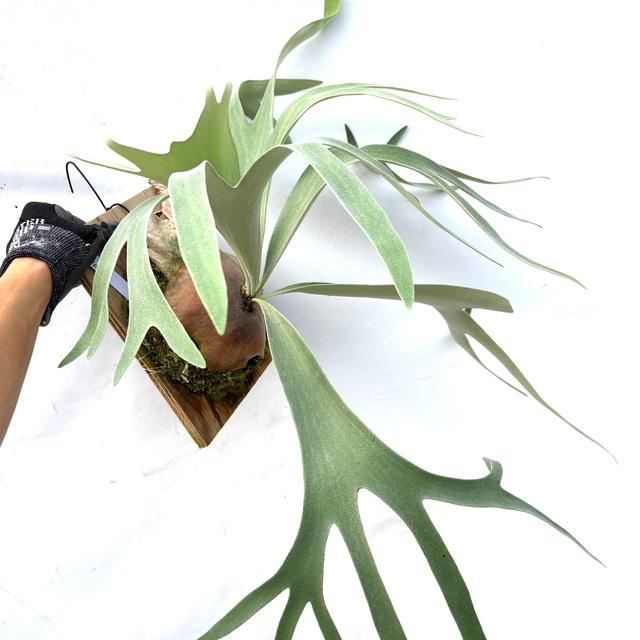 現品) ビカクシダ 'ペガサス' (TC) (No.40851) (コウモリラン 観葉植物