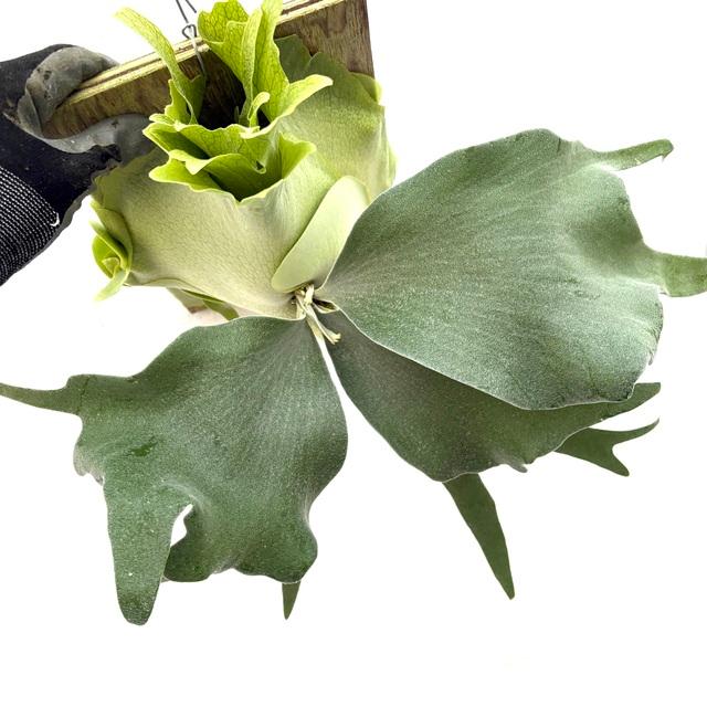 現品) ビカクシダ 'ペガサス' (TC) (No.40851) (コウモリラン 観葉植物