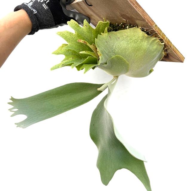 現品) ビカクシダ 'ペガサス' (TC) (No.40851) (コウモリラン 観葉植物