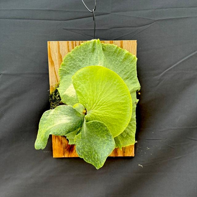 現品) ビカクシダ (ヒリー × ワンダエ) (TC) (No.40852) (コウモリラン