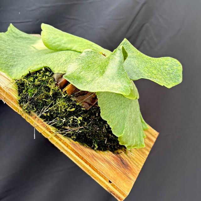 現品) ビカクシダ (ヒリー × ワンダエ) (TC) (No.40852) (コウモリラン