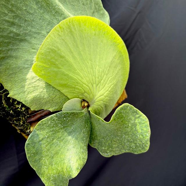 現品) ビカクシダ (ヒリー × ワンダエ) (TC) (No.40852) (コウモリラン