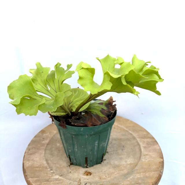 ビカクシダ　リドレイ　モンキーキング　TC 現品) ビカクシダ リドレイ 'モンキーキング' (TC) (No.40857