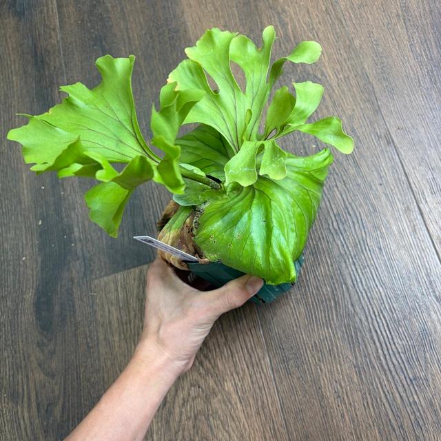 現品) ビカクシダ リドレイ 'モンキーキング' (TC) (No.40857