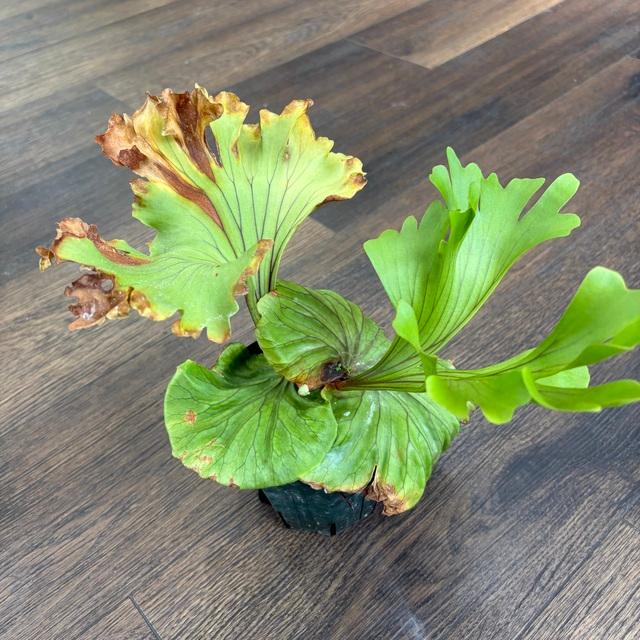 現品) ビカクシダ リドレイ 'モンキーキング' (TC) (No.40857