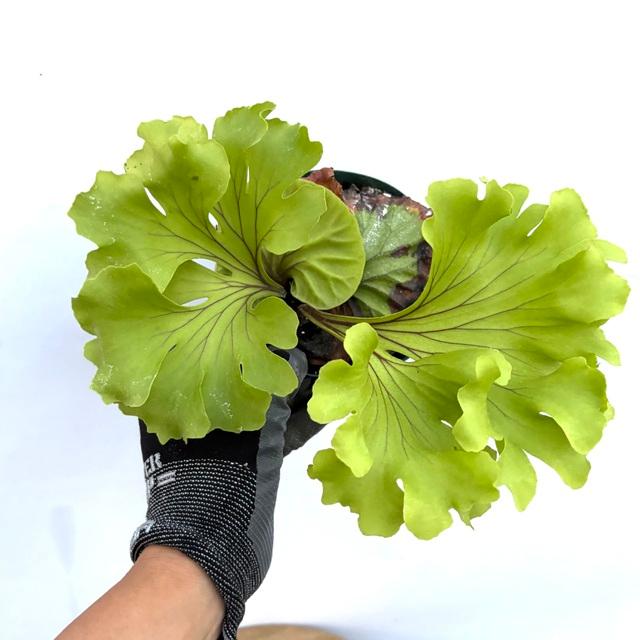 現品) ビカクシダ リドレイ 'モンキーキング' (TC) (No.40857