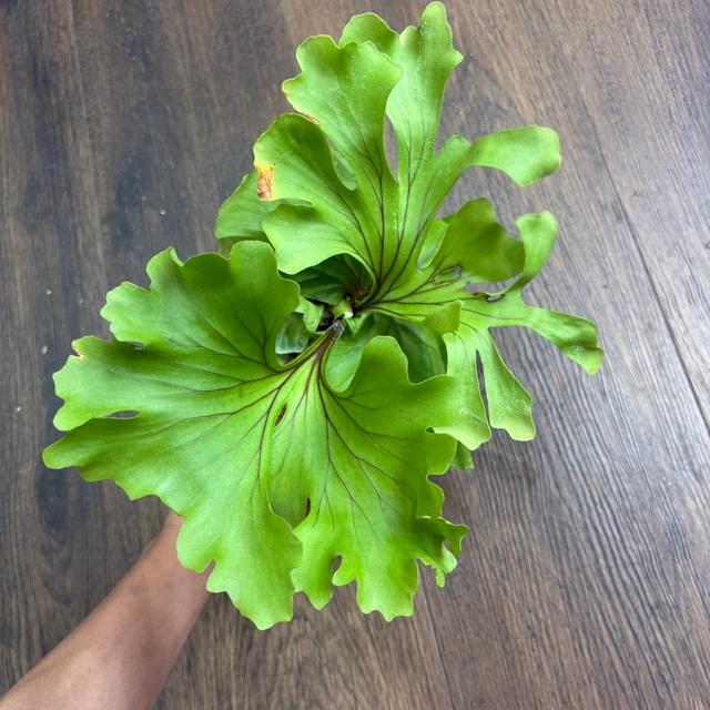 ビカクシダ　リドレイ　モンキーキング　TC 現品】ビカクシダ・リドレイ・モンキーキング 組織培養 Platycerium