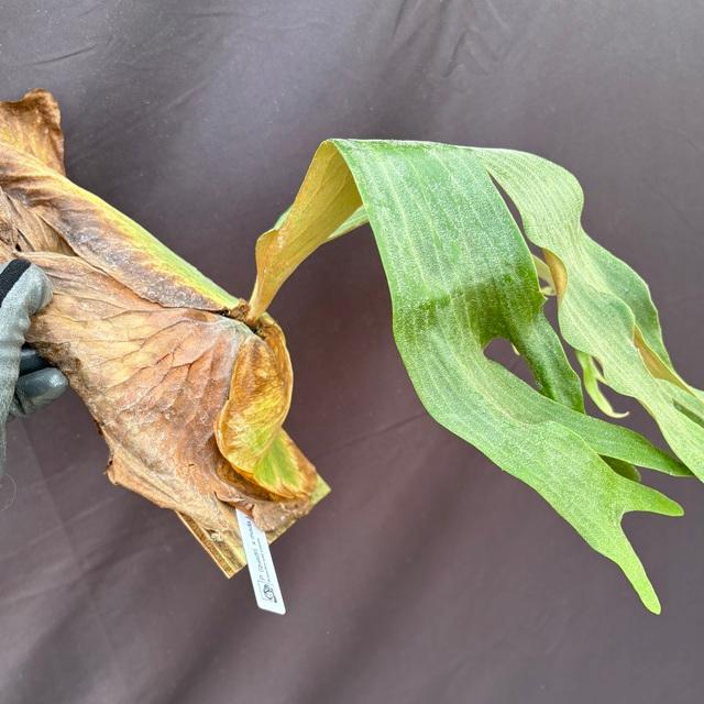 たまさん様リピート割ビカクシダ4種セット、EXP前葉体 たまさん様リピート割ビカクシダ4種セット、EXP前葉体 たまさん様