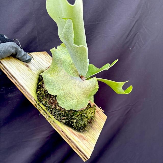 現品) ビカクシダ (ビーチー × ウィリンキー) (No.40866) (コウモリ