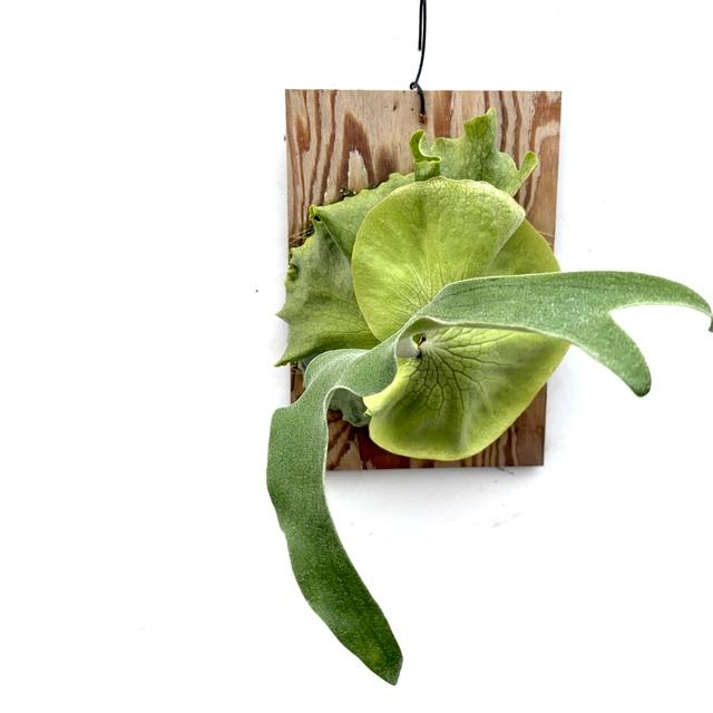 現品) ビカクシダ (ワンダエ × ビーチー) (No.40872) (コウモリラン