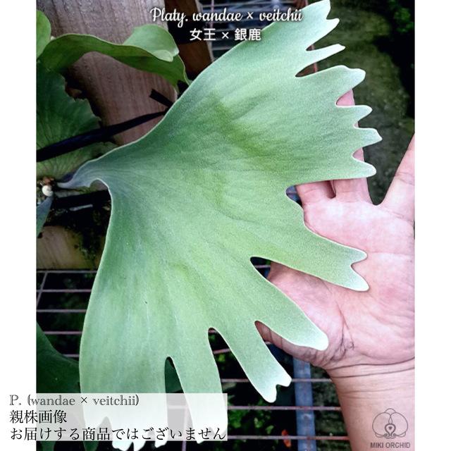 現品) ビカクシダ (ワンダエ × ビーチー) (No.40872) (コウモリ