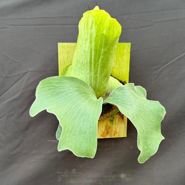 ビカクシダ エレファントティス×アルシコルネマダガスカル ビカクシダ エレファントティス×アルシコルネマダガスカル