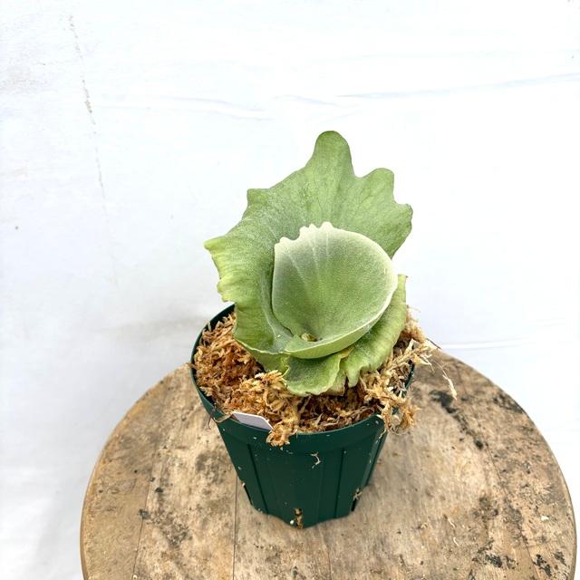 現品) ビカクシダ グランデ (TC) (No.40885) (コウモリラン 観葉植物