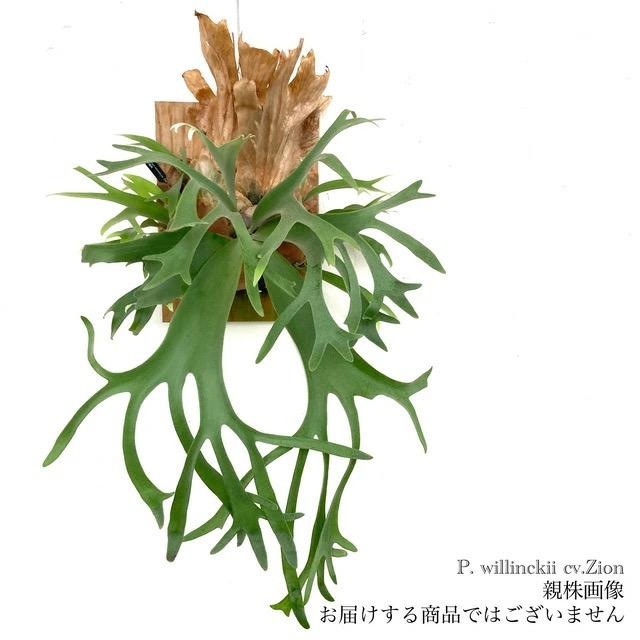 現品) ビカクシダ ウィリンキー ジオン (pup) (No.40886) (コウモリ