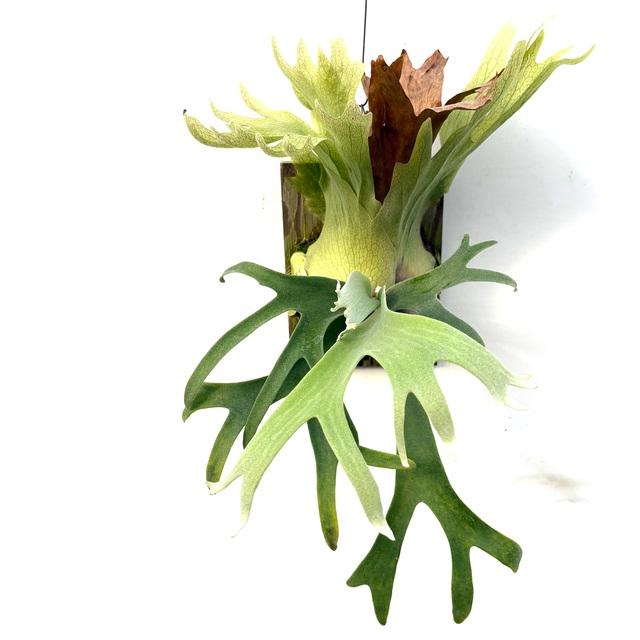 現品) ビカクシダ ウィリンキー ジオン (pup) (No.40886) (コウモリ