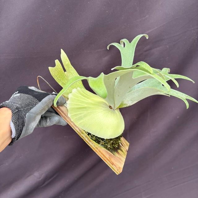 現品) ビカクシダ ウィリンキー ジオン (pup) (No.40886) (コウモリ