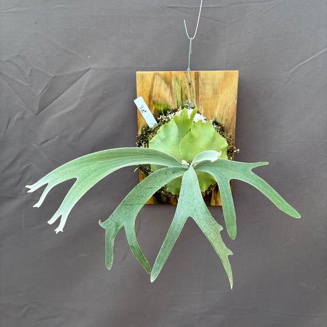 現品) ビカクシダ 'リポ' (pup) (No.40887) (コウモリラン 観葉植物