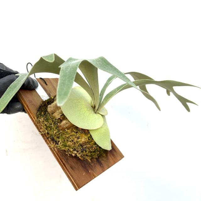 現品) ビカクシダ 'リポ' (pup) (No.40887) (コウモリラン 観葉植物