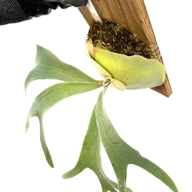 現品) ビカクシダ 'リポ' (pup) (No.40887) (コウモリラン 観葉植物