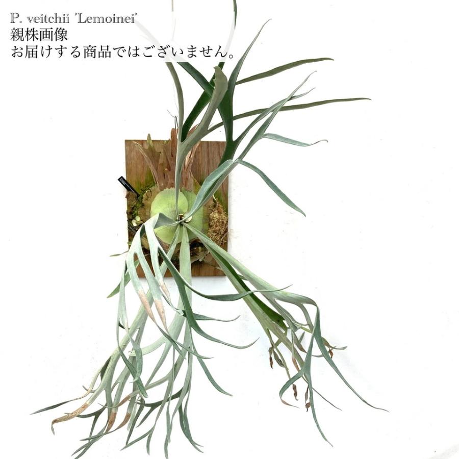 すー　大株　ビカクシダ ビーチー　ベイチー　レモイネイ ビカクシダ ベイチー レモイネイ | GREEN LUCK