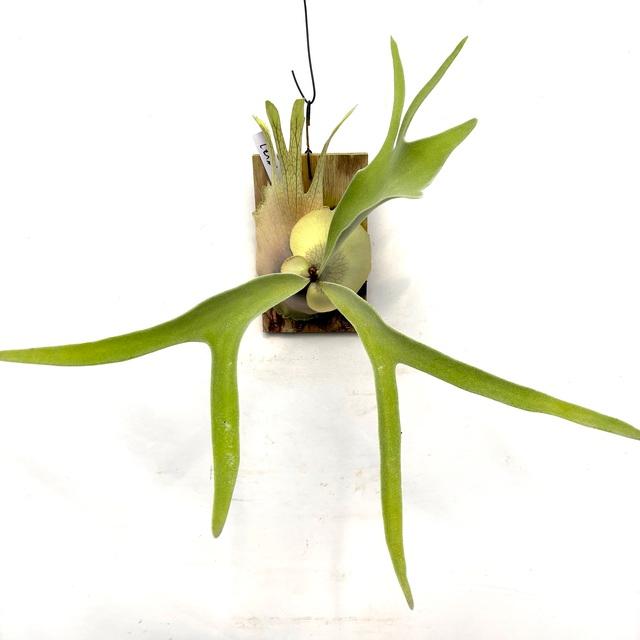 現品) ビカクシダ ビーチー 'レモイネイ' (pup) (No.40888) (コウモリ