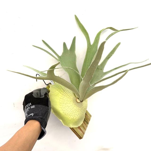 現品) ビカクシダ ビーチー 'レモイネイ' (pup) (No.40888) (コウモリ