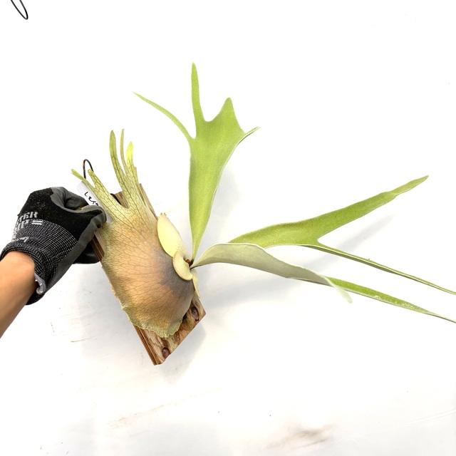 現品) ビカクシダ ビーチー 'レモイネイ' (pup) (No.40888) (コウモリ