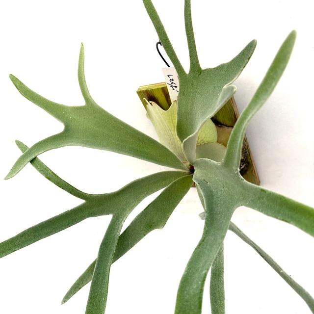 ビカクシダ ビーチーレモイネイ特選株 P.veitchii Lemoinei P. veitchii cv Lemoinei】ビカクシダ ビーチー ベイチー レモイネイ