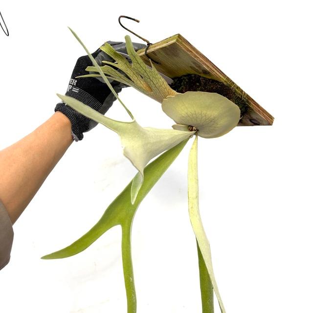 現品) ビカクシダ ビーチー 'レモイネイ' (pup) (No.40888) (コウモリ