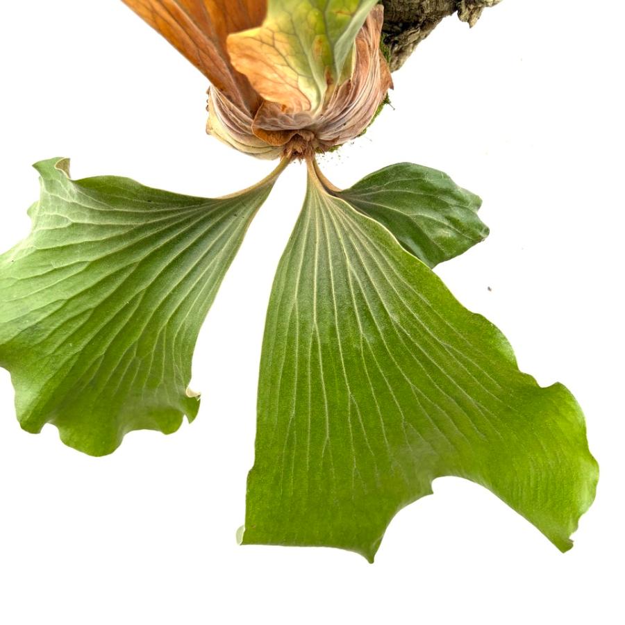 ビカクシダ エレファントB ビカクシダ エレファントティス Platycerium elephantotis