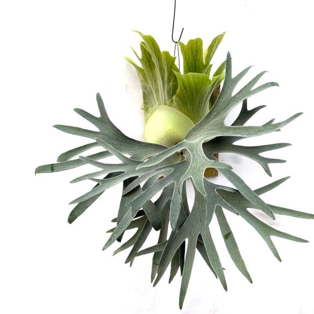 ビカクシダ　ペガサス 楽天市場】(現品) ビカクシダ 'ペガサス' (OC) (No.40892) (コウモリ