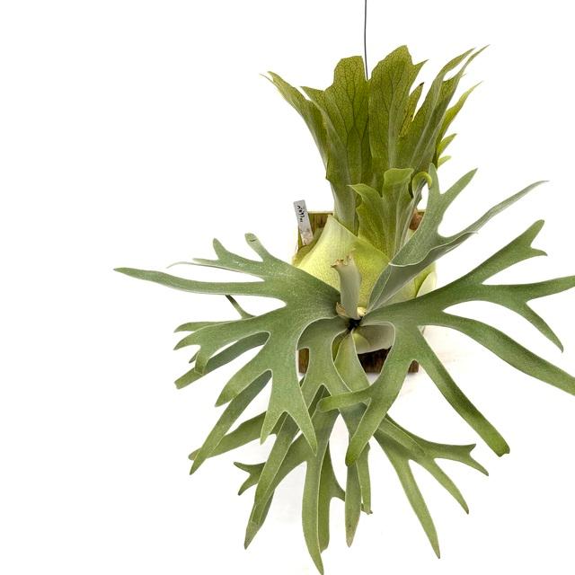 現品) ビカクシダ 'ペガサス' (OC) (No.40892) (コウモリラン 観葉植物