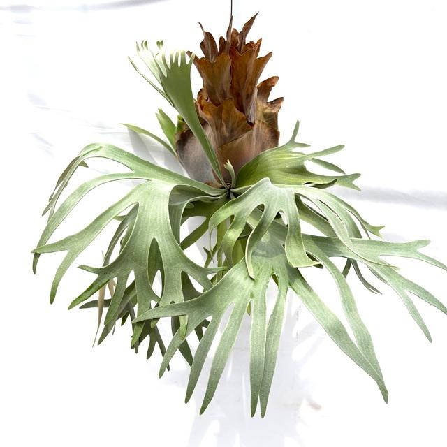 現品) ビカクシダ 'ペガサス' (OC) (No.40892) (コウモリラン 観葉植物