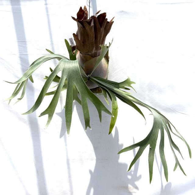 現品) ビカクシダ 'ペガサス' (OC) (No.40892) (コウモリラン 観葉植物