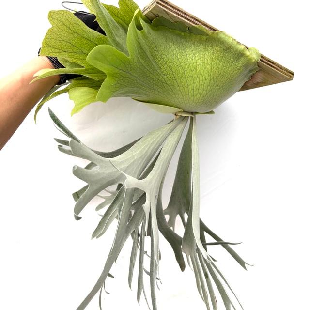 ビカクシダ　ペガサス　コルク付け　特大　コウモリラン ビカクシダ ペガサス コルク付け 特大 コウモリラン 観葉植物