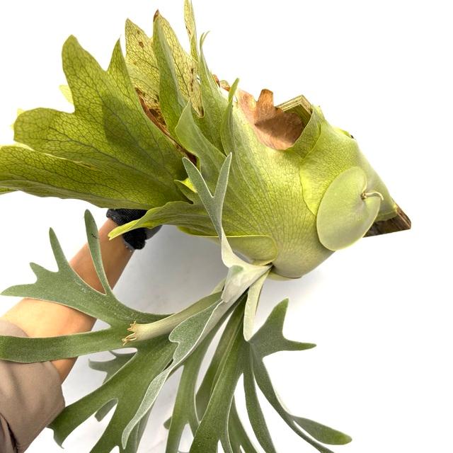 現品) ビカクシダ 'ペガサス' (OC) (No.40892) (コウモリラン 観葉植物