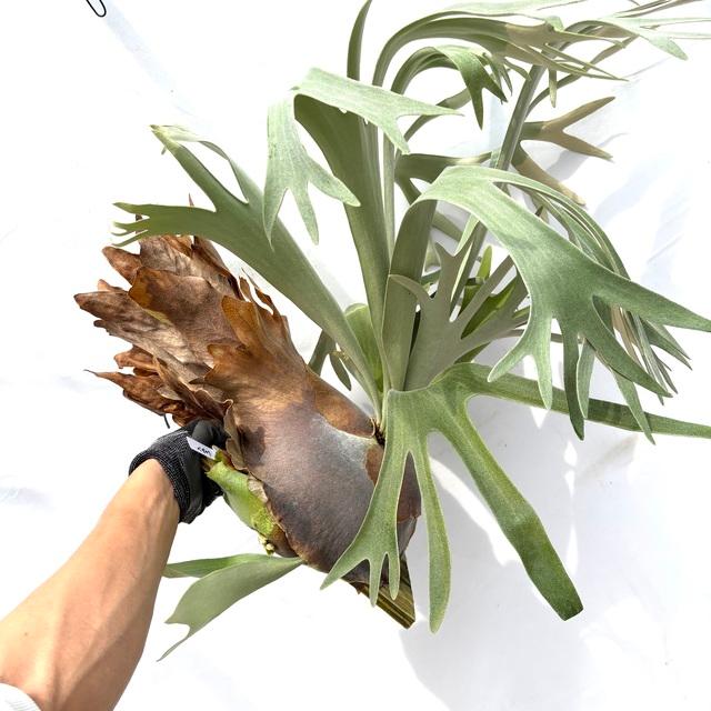 現品) ビカクシダ 'ペガサス' (OC) (No.40892) (コウモリラン 観葉植物