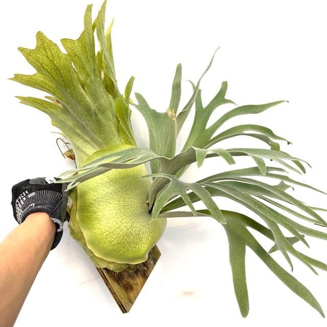 現品) ビカクシダ 'ペガサス' (OC) (No.40892) (コウモリラン 観葉植物