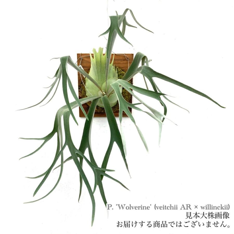 現品) ビカクシダ 'ウルヴァリン' (TC) (No.40906) (コウモリラン 観葉