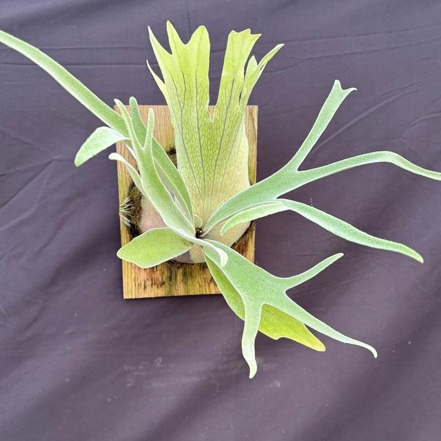 現品) ビカクシダ 'ウルヴァリン' (TC) (No.40906) (コウモリラン 観葉