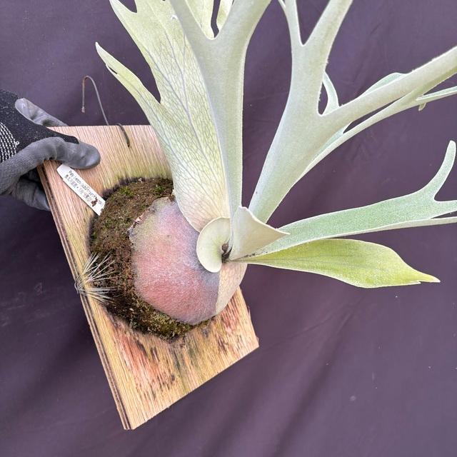 現品) ビカクシダ 'ウルヴァリン' (TC) (No.40906) (コウモリラン 観葉