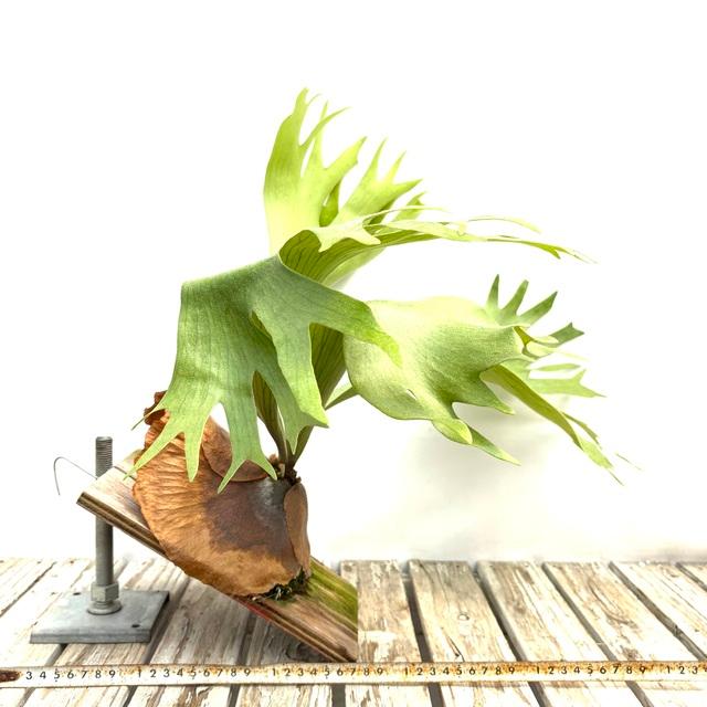 現品) ビカクシダ (ビフルカツム × コロナリウム) (TC) (No