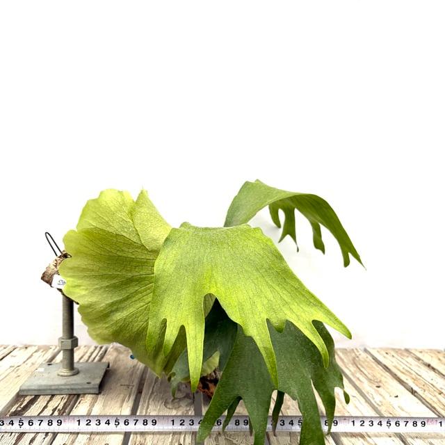 現品) ビカクシダ (ビフルカツム × コロナリウム) (TC) (No.40907