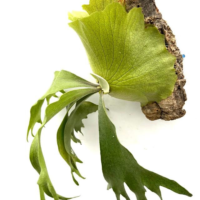 現品) ビカクシダ (ビフルカツム × コロナリウム) (TC) (No.40907